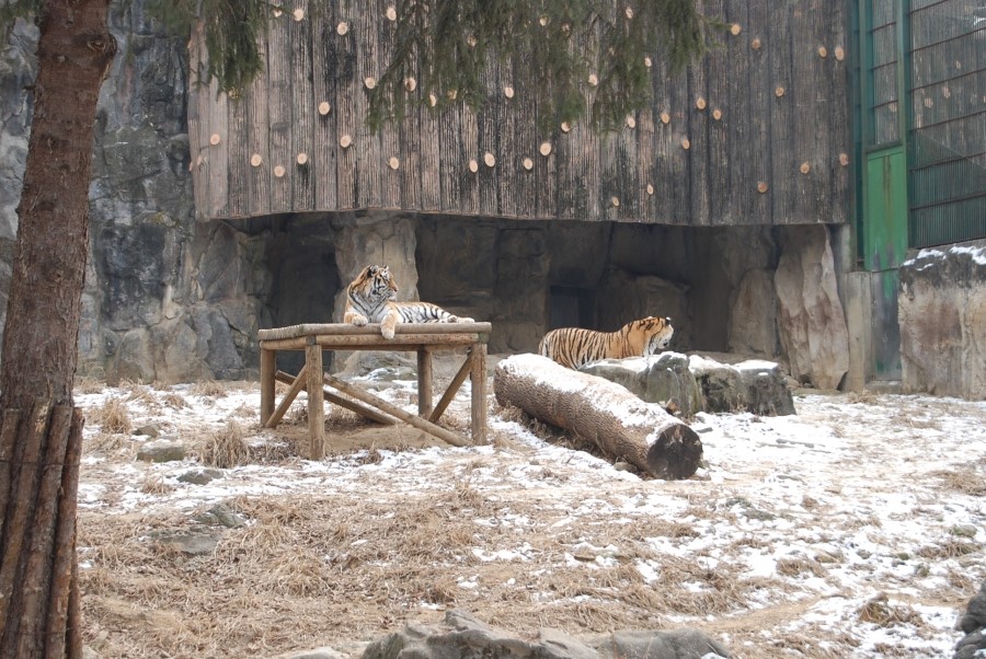 DSC_0556.jpg : 저는 서울동물원에 다녀왔어요. ㅋㅋ